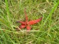 Květnatec Archerův (Clathrus archeri)